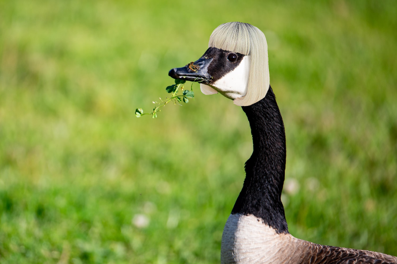 After A Contentious Race, America Crowns Its Loudest Gay: This Goose In A Tiny Wig